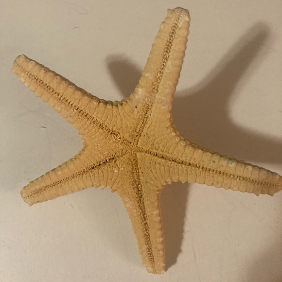 Starfish Sea Shells - Picture 2 of 11